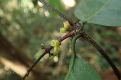 Salacia oblonga